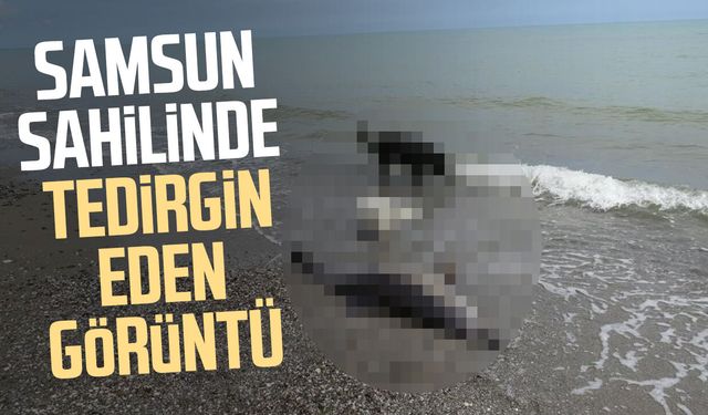 Sahile vuran ölü yunuslar tedirgin ediyor