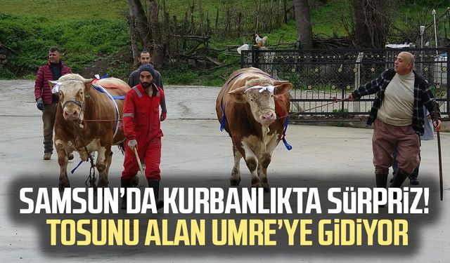 Kurban Bayramı yaklaşırken tonluk kurbanlıklar satışta