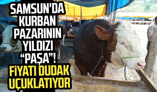Kurban pazarının 'Paşa'sı 1,3 tonluk boğa