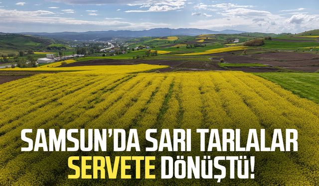 Samsun'da kanola üretimi 47 bin dekara ulaştı: Ekonomiye 350 milyon TL katkı