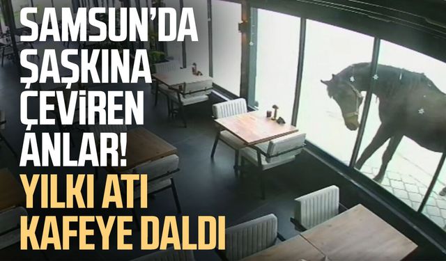 19 Mayıs'ta ilginç olay: Yılkı atı kafeye çifte attı
