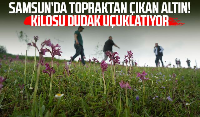 'Topraktaki altın' salebin hasadı başladı: Kilosu 12 bin TL