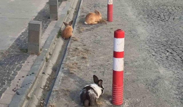 Atakum sahilinde tavşanlar dikkat çekti