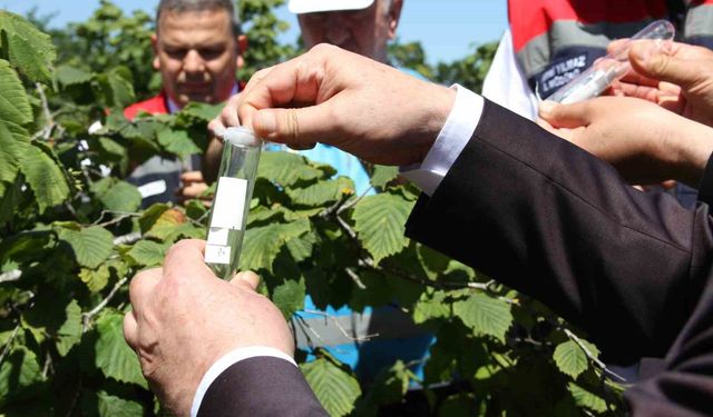 Kokarcanın sonunu samuray arısı getirecek: 1,65 milyonluk biyolojik savaş