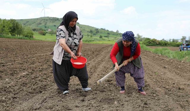 Ladik fasulyesi yeniden toprakla buluştu