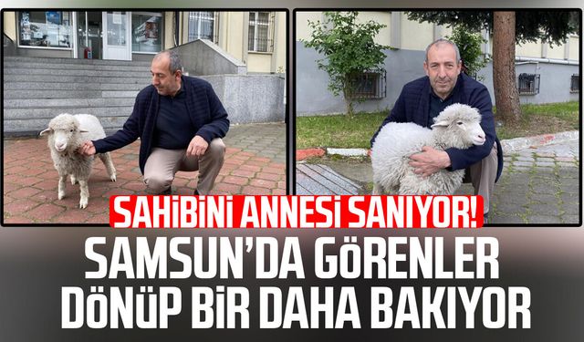 Kavak Adliyesi'nin sevimli maskotu: Kuzu Tertip