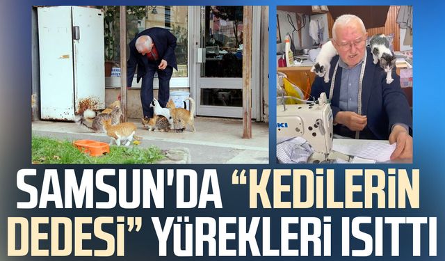 Samsun'da sokak kedilerinin dedesi kimsesiz kedilere sıcak yuva oluyor