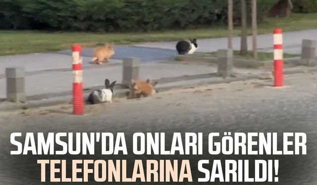 Atakum sahilinde tavşanlar dikkat çekti