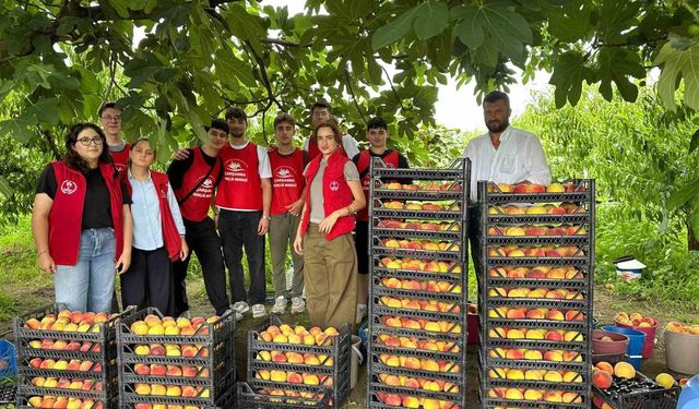 Çarşamba'da 'Gönüllü Hasat Etkinliği'