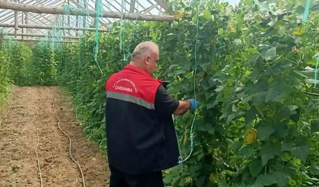 Çarşamba'da hasat öncesi pestisit denetimleri sürüyor