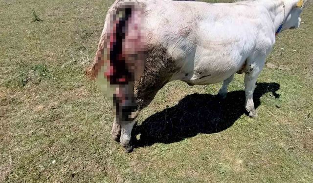 Kovalı Yaylası'nda ayı alarmı: Üreticiler yetkililere seslendi