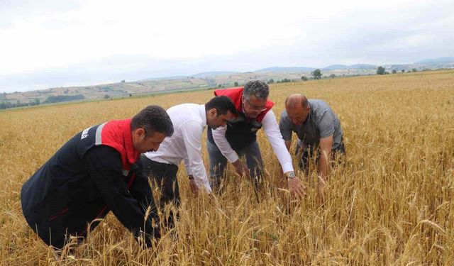 Samsun'da dolu afetinde 40 bin dekar tarım arazisi olumsuz etkilendi
