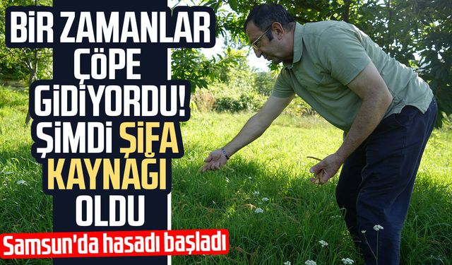 Kestane çiçeklerinde hasat başladı: Antioksidan deposu çay oluyor