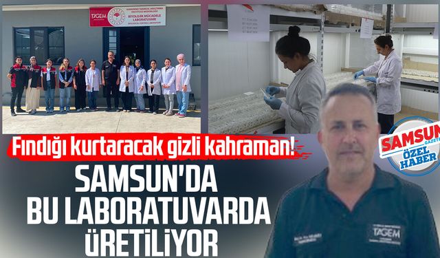 Fındığı kurtaracak gizli kahraman! Samsun'da bu laboratuvarda üretiliyor