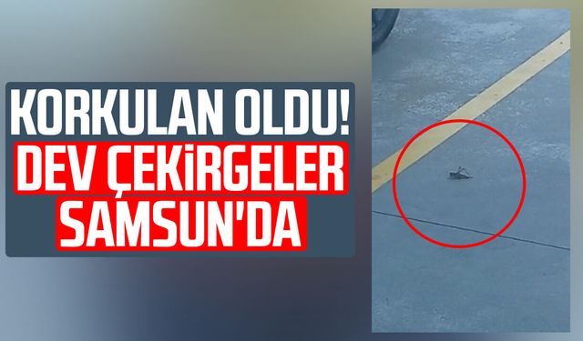 Korkulan oldu! Dev çekirgeler Samsun'da