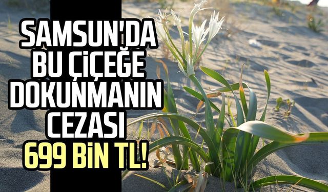 Samsun sahillerini süsleyen kum zambağını koparan yandı: Cezası 699 bin TL
