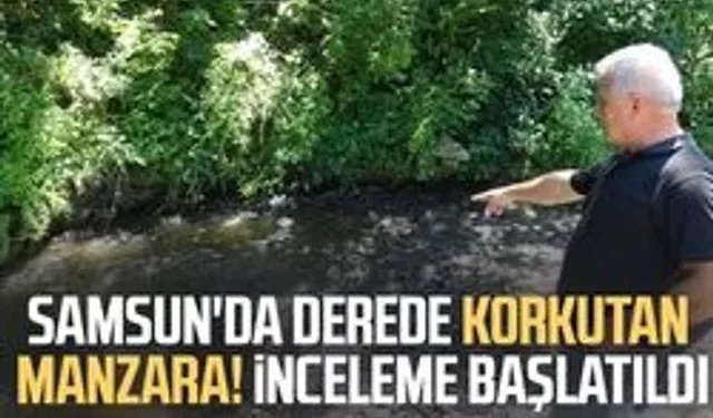 Samsun'da derede toplu balık ölümleri: Mahalleli kalıcı çözüm istiyor
