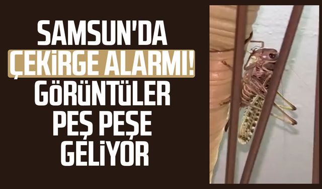 Samsun'da dev çekirge görüntüleri artıyor!