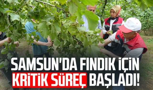 Samsun'da fındıkta rekolte mesaisi: Bahçelerde sayım başladı