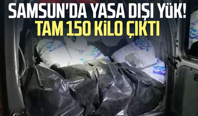 Samsun'da kaçak toplanan 150 kilo kara kıllı midye denize geri bırakıldı