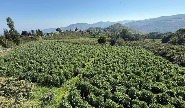 15 bin sırıkta Nebiyan fasulyesi bereketi: Hasada 15 gün kaldı