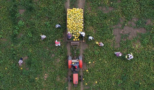 Bafra Ovası'nda kavun-karpuz bereketi: Baldan tatlı hasat