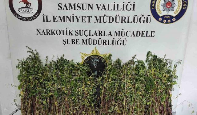 Bafra'da bin 655 kök kenevir ele geçirildi