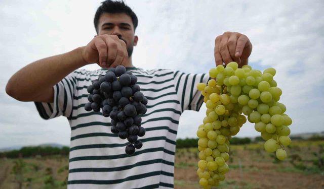 OMÜ'nün baldan tatlı üzümlerinde hasat zamanı