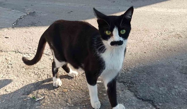 'Pala bıyıklı kedi' görenlerin dikkatini çekiyor