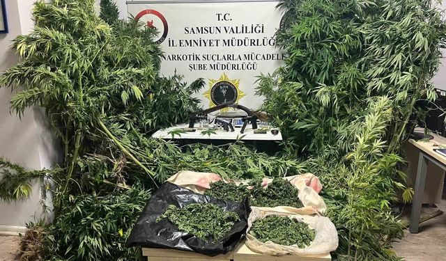 Polis havadan iz sürdü: Tütünlerin arasında 502 kök kenevir ele geçti