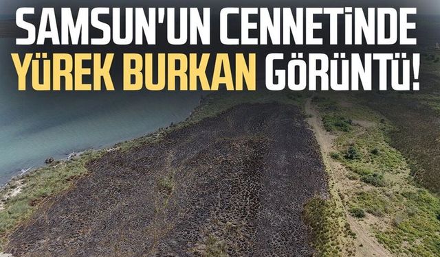 Kızılırmak Deltası Kuş Cenneti'nde korkutan yangın: 15 dönüm alan zarar gördü