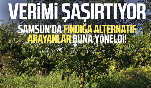 Samsun'da Amerikan tipi ceviz üretiminde artış