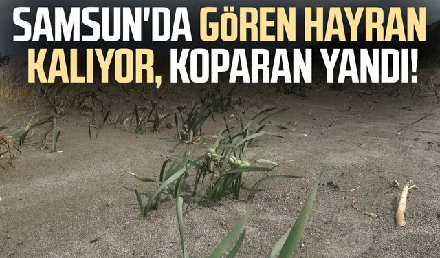 Alaçam'da kum zambakları koruma altında: Cezası 699 bin TL