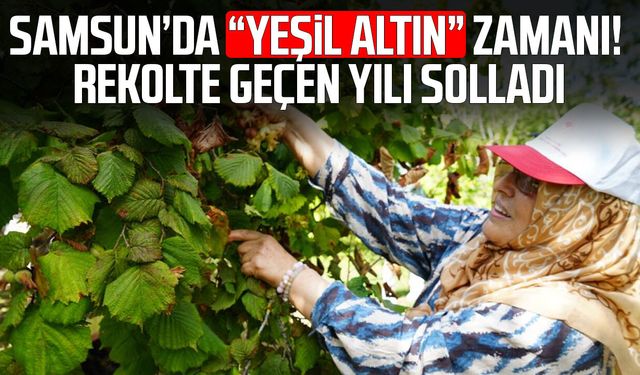Yeşil altında orta kesim hasadı başladı: Samsun'da 115 bin ton fındık bekleniyor