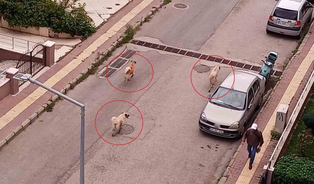 Atakum'da başıboş köpek tedirginliği