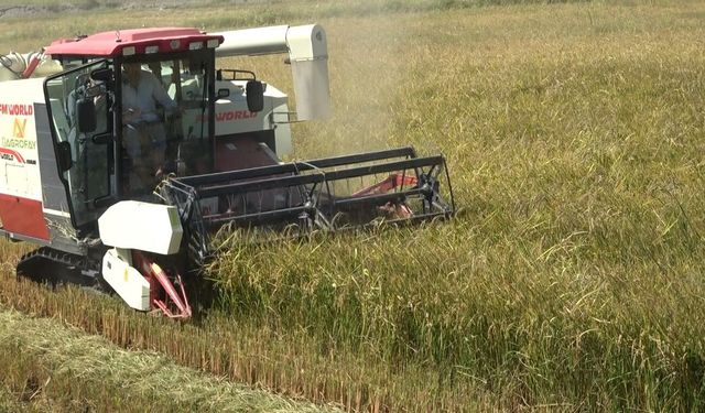 Bafra Ovası'nda 165 bin dekar alanda çeltik hasadı başladı