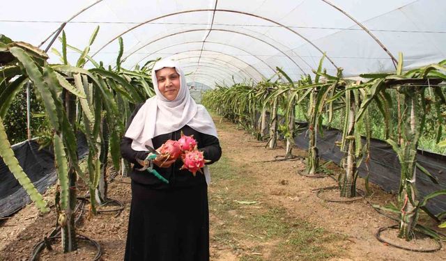 'Burada yetişmez' diyenlere inat üretime başladı, 1 tonun üzerinde ürün bekliyor