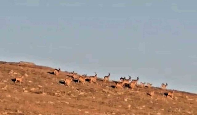 Çengel boynuzlu dağ keçi sürüsü, cerrahın objektifine yakalandı