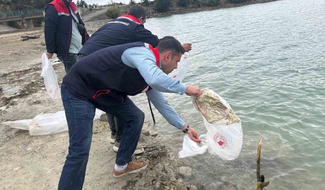 Havza'da göletlere 110 bin yavru sazan bırakıldı