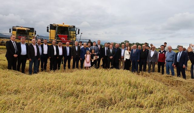 Samsun'da çeltik hasadı başladı: Aylar süren emek tarlada ürüne dönüştü
