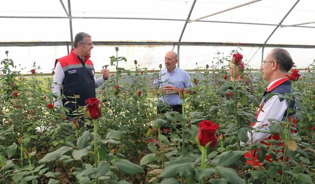 Samsun'da kesme çiçekte 7 milyon adetlik üretim