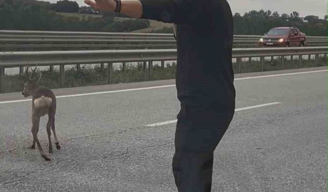 Yola düşen geyiğin yardımına koştu