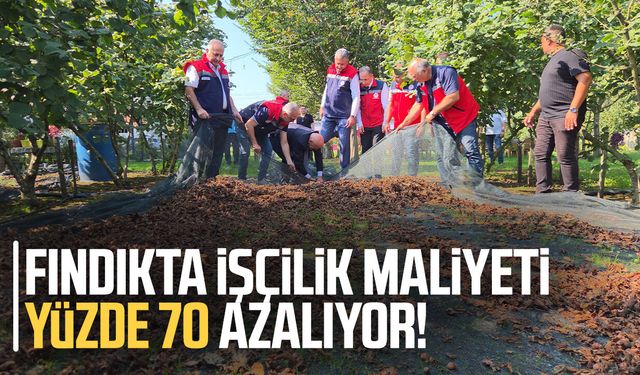 Fındık hasadında file sistemi maliyeti yüzde 70 azaltıyor, randımanı artırıyor