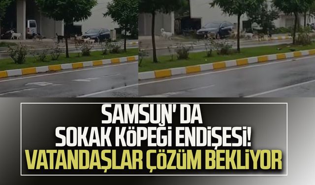 Samsun' da sokak köpeği endişesi! Vatandaşlar çözüm bekliyor