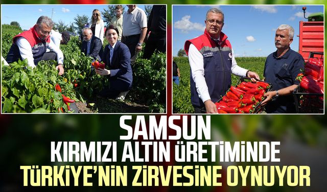 Bafra Ovası'nda 'kırmızı altın'da hasat başladı: Şehre 4 milyar TL katkı