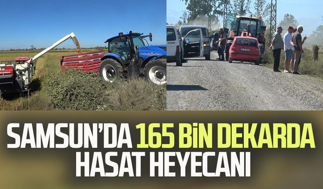 Bafra Ovası'nda 165 bin dekar alanda çeltik hasadı başladı