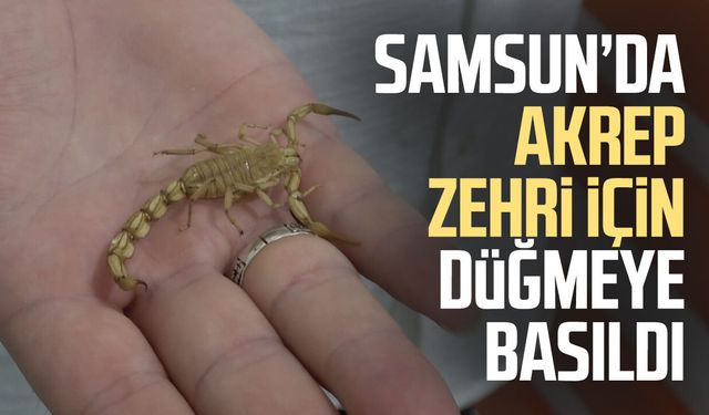 Bafra'da akrep yetiştiriciliği ve zehir sağım merkezi kuruldu