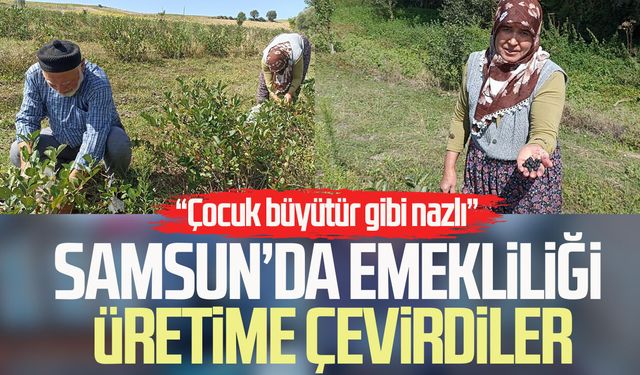 Samsun’da emekli çift aronya bahçesiyle örnek oluyor