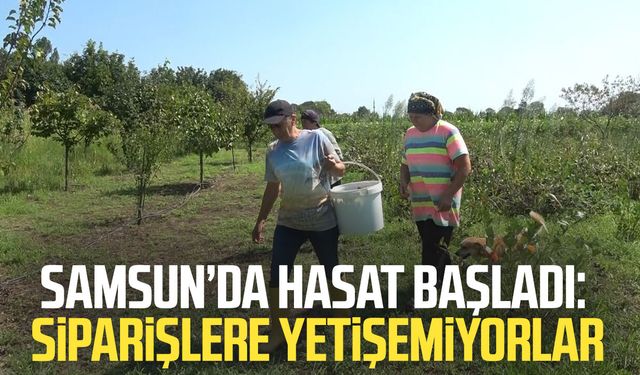 Bafra Ovası'nda aronya hasadı başladı