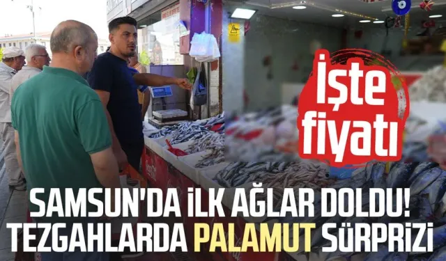 Samsun'da ilk ağlar doldu! Tezgahlarda palamut sürprizi